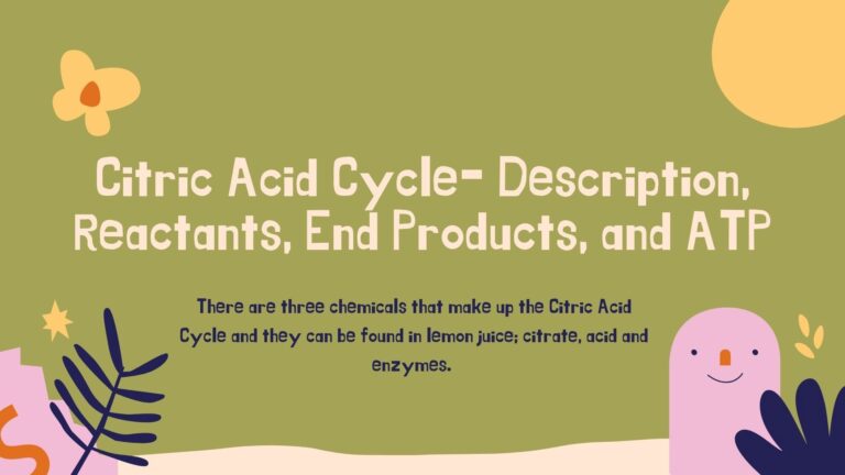 Citric Acid Cycle- Description, Reactants, End Products, and ATP