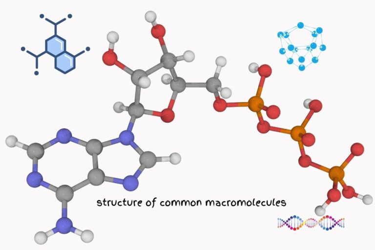 Structure of Common Macromolecules