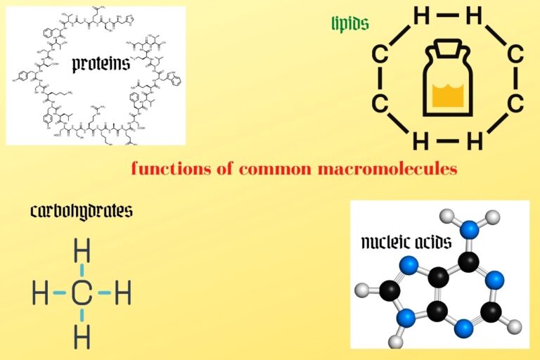 Functions of Common Macromolecules