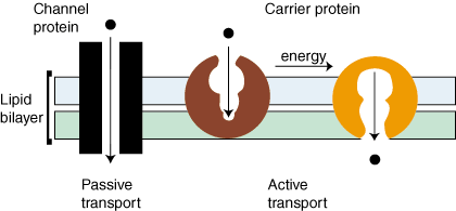 Active vs. Passive Transport-Overview, Examples, and ATP