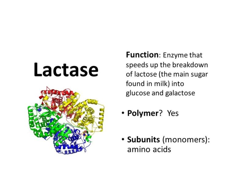 Enzyme Lactase- Definition, Function, & Location/Production