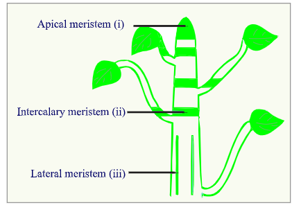 Meristematic tissues