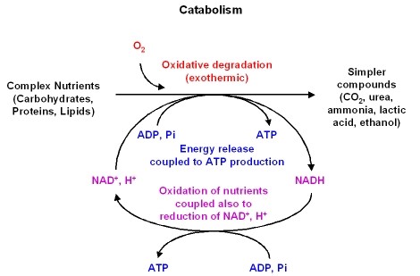 Metabolism Pathways-Examples, Diagrams, and Overview