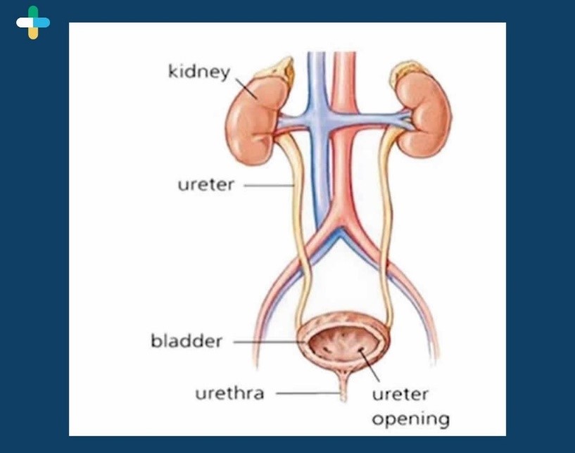 Urinary Tract Infection (UTI) Definition