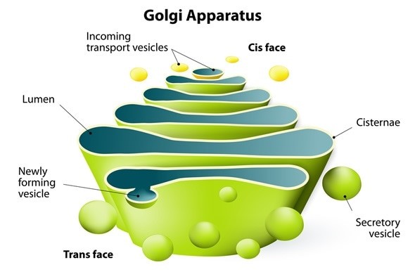 Golgi Apparatus- Definition, Function, and Structure