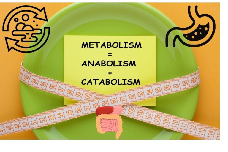 Metabolism-Definition, Types, Examples, etc
